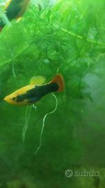 Platy di diverse colorazioni