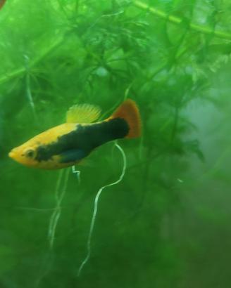 Platy e guppy di diverse colorazioni