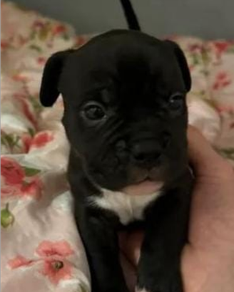 American bully