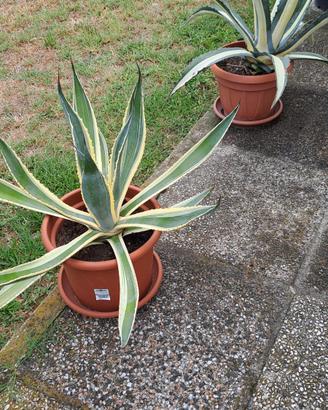 piante 