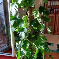 Philodendron Monstera