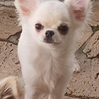 Chihuahua cucciolo con pedigree