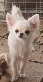 Chihuahua cucciolo con pedigree