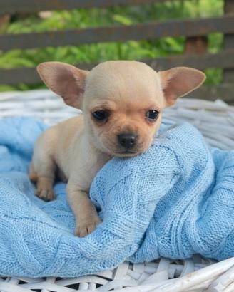 Chihuahua Toy