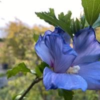 Ibiscus lilla, fucsia e bianchi