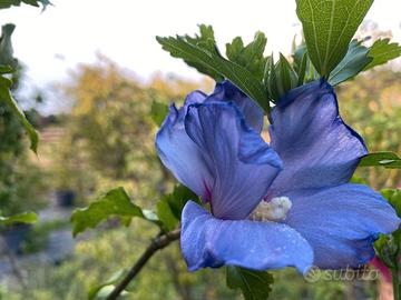 Ibiscus lilla, fucsia e bianchi