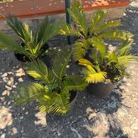 Cycas cicas