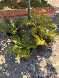 Cycas cicas