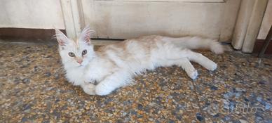 Nelly maine coon