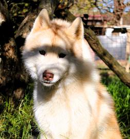 Maschio di Siberian Husky 18 mesi