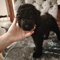 Cucciolo di barboncino