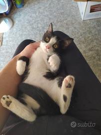 Gattino maschio di circa 3 mesi