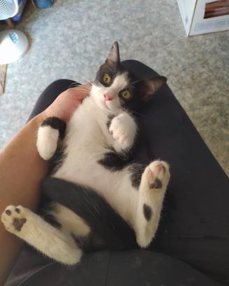 Gattino maschio di circa 3 mesi