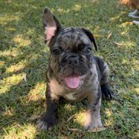 Cucciolo bulldog francese dark merle