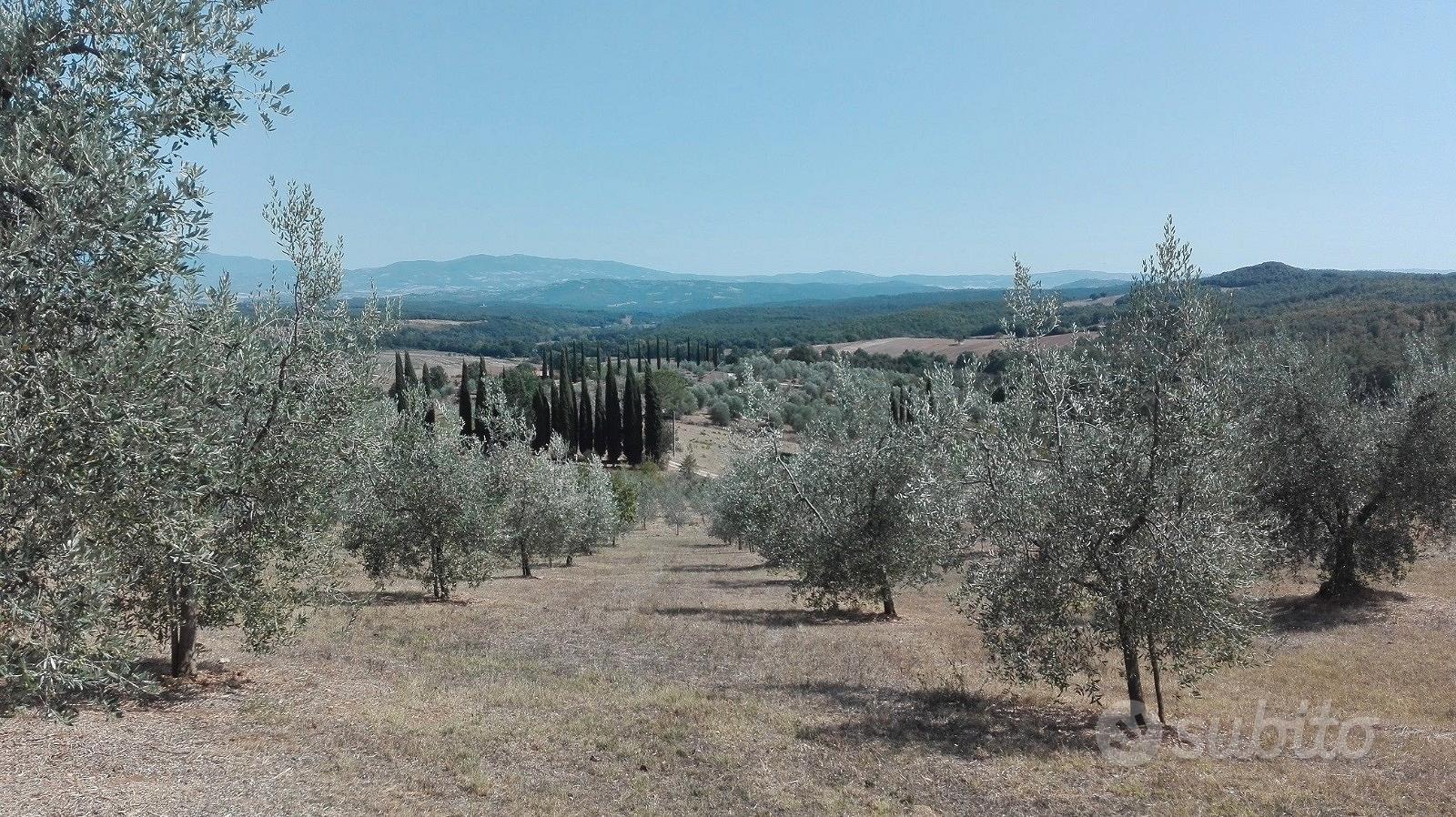 Terreno panoramico collinare con piccolo annesso - Vista 2