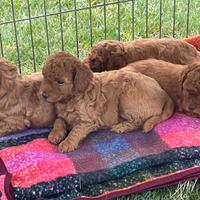 Cuccioli barboncino nano