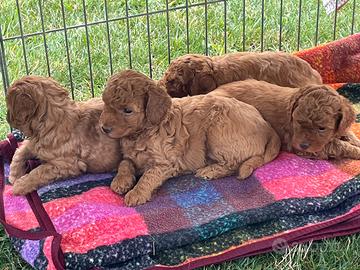 Cuccioli barboncino nano