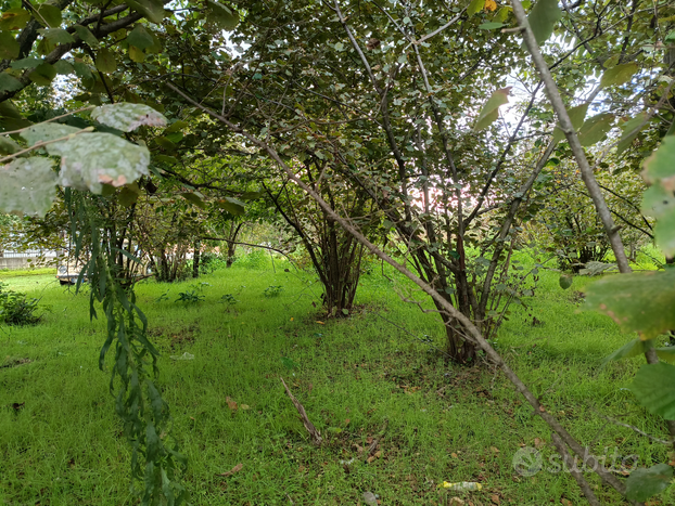 Terreno agricolo