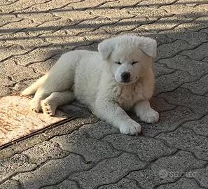 Cuccioli di Akita Inu con pedigree Enci