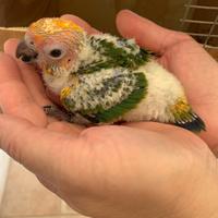 Pulli conuri del sole da imbecco