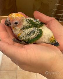 Pulli conuri del sole da imbecco