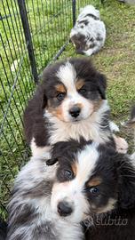 Cucciolo pastore australiano