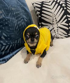 Cucciolo chihuahua