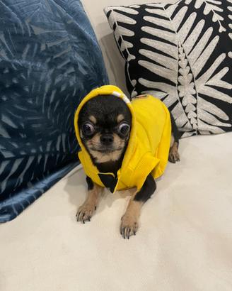 Cucciolo chihuahua