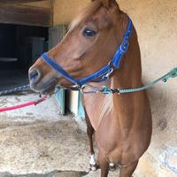 Cavalla Araba
