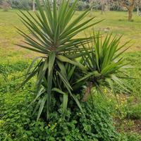 piante yucca