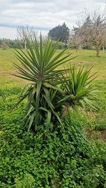 piante yucca