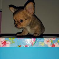 Chihuahua occhi chiari