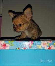 Chihuahua occhi chiari