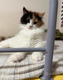 Gatto Persiano