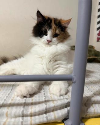 Gatto Persiano
