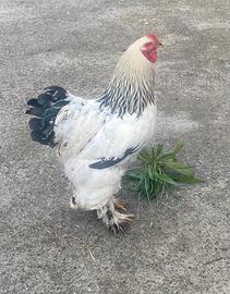 Gallo Brahma