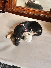 Nessuno vuole athena?