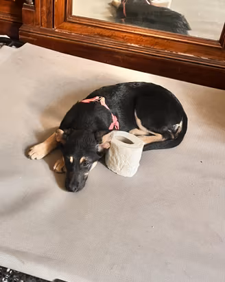 Nessuno vuole athena?