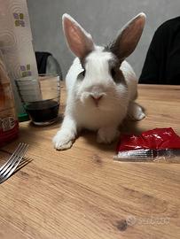 Coniglietta nana di 8 mesi