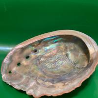 Grande conchiglia Halotis