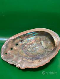 Grande conchiglia Halotis