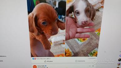 Cuccioli di bassotto nano