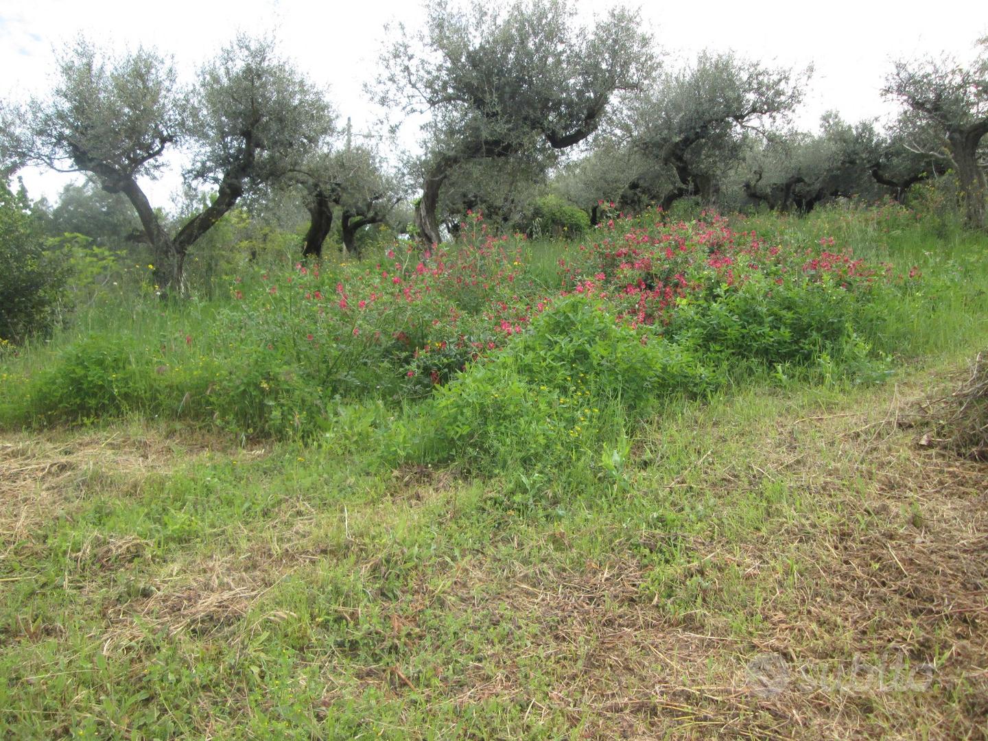 Rif. 227B Terreno a Collecorvino - Vista 5