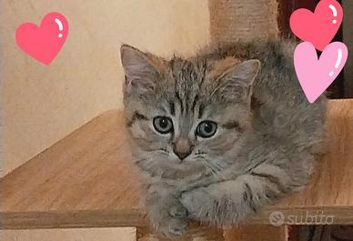 Scottish straight Brittish tabby e gold