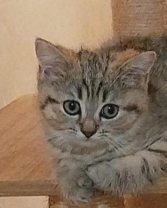 Scottish straight Brittish tabby e gold
