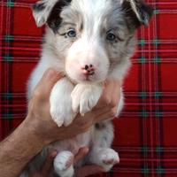 Cuccioli border collie blue merle con pedigree