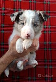 Cuccioli border collie blue merle con pedigree