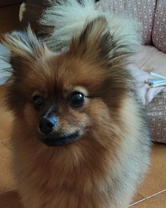 Cucciolona Spitz Toy 2anni mezzo. Siamo a pavia