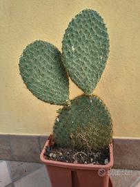 pianta di opuntia scheeri 