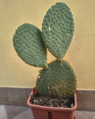 pianta di opuntia scheeri 
